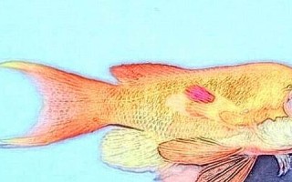 梦见鱼什么意思(周公解梦梦见鱼什么意思)