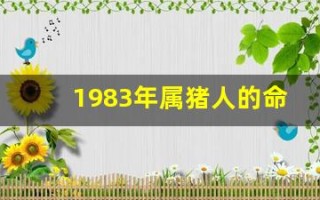 1983年属猪人的命运(1983年属猪人的命运与婚姻)