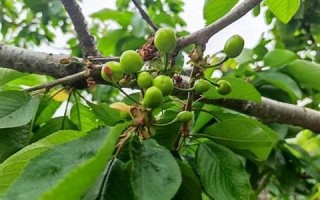 4月初8(阴历4月初8)
