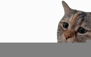 猫石对话(猫石对话第一星座网)