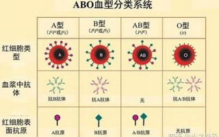 血型分析(血型分析性格特点准吗)