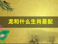 龙和什么生肖最配(00年属龙和什么生肖最配)