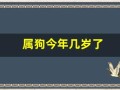 属狗今年几岁了(属狗今年几岁了2024)