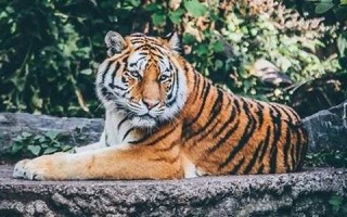 梦见老虎狮子(梦见老虎狮子吃人是什么预兆)