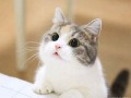 周公解梦 梦见猫(周公解梦梦见猫抓老鼠)