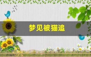 梦见被猫追(梦见被猫追着抓咬是什么意思)