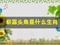 崭露头角是什么生肖(讲解词语解释落实鼠)