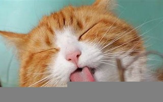 梦见猫什么意思(女人梦见满屋子的猫)