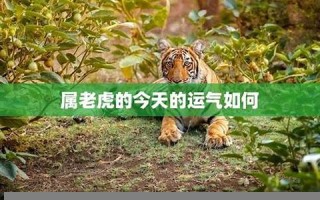 属虎今日运势(属狗今日运势)