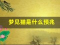 梦见猫是什么预兆(梦见猫是什么预兆 女性已婚)