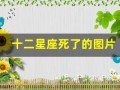 十二星座死了的图片(十二星座的月份表图片)