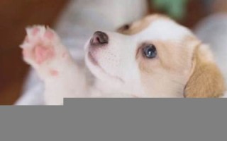 狗年出生的人(狗年出生的人命运如何)
