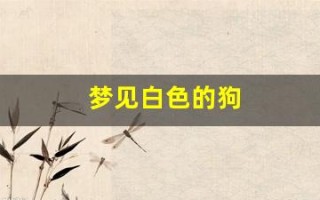 梦见白色的狗(梦见白色的狗什么意思)